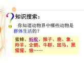 人教版八年级生物上册--第三节 社会行为（精品课件）