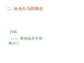 人教版八年级生物上册--第三节 社会行为（精品课件）