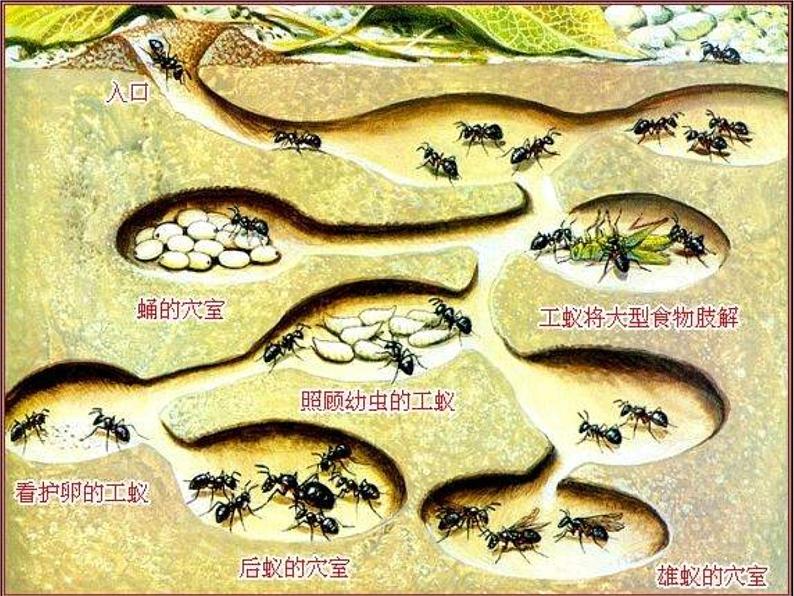 人教版八年级生物上册--第三节 社会行为（精品课件）07