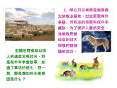 人教版八年级生物上册--第三章 动物在生物圈中的作用（精品课件）