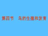人教版八年级生物上册--鸟的生殖与发育-课件