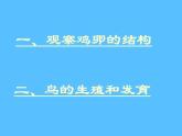 人教版八年级生物上册--鸟的生殖与发育-课件