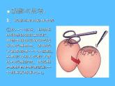 人教版八年级生物上册--鸟的生殖与发育-课件