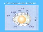 人教版八年级生物上册--鸟的生殖与发育-课件