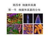 人教版八年级生物上册--4.1　细菌和真菌的分布（精品课件）