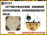 人教版八年级生物上册--4.4 细菌和真菌在自然界中的作用（精品课件）