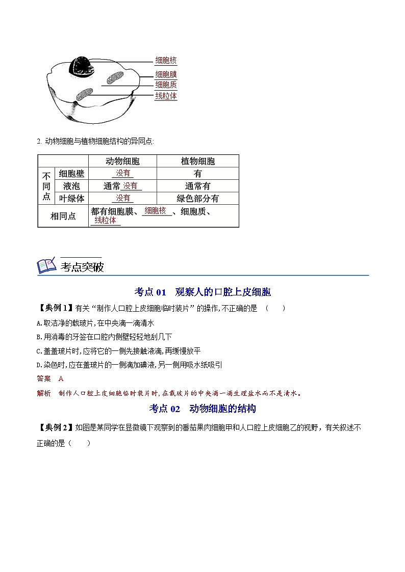 【同步讲义】人教版生物七年级上册--2.1.3《动物细胞》讲义02