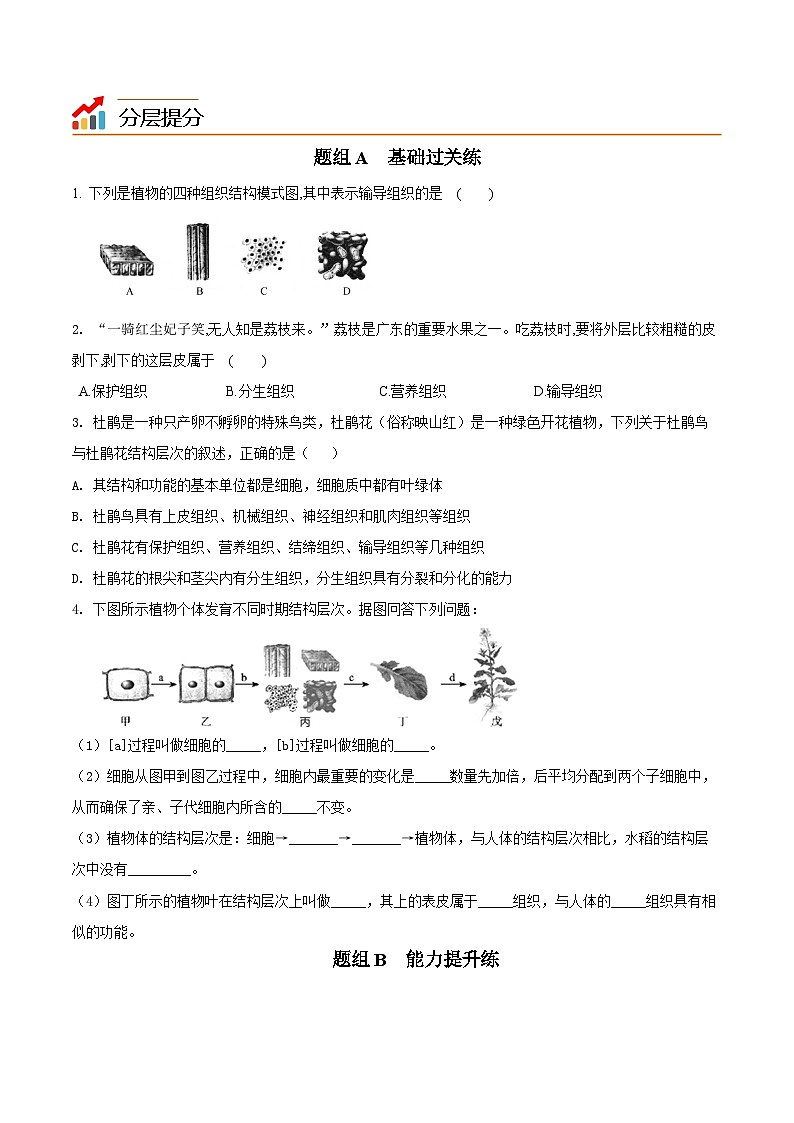【同步讲义】人教版生物七年级上册--2.2.3《植物体的结构层次》讲义03