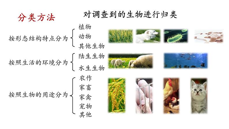 人教版七年级生物上册--第一单元 生物与生物圈  单元复习（精品课件）第6页