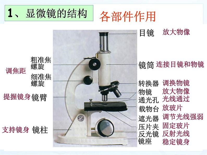 人教版七年级生物上册--2.1.1 练习使用显微镜（精品课件）08