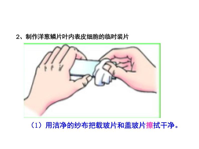 人教版七年级生物上册--2.1.2 植物细胞（精品课件）第4页