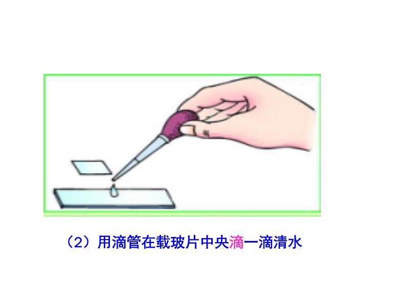 人教版七年级生物上册--2.1.2 植物细胞（精品课件）第5页