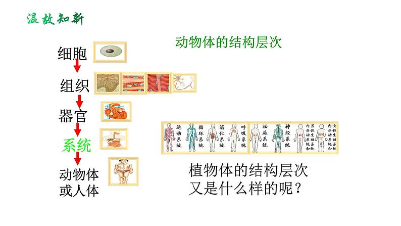 人教版七年级生物上册--2.2.3 植物体的结构层次（精品课件）第2页