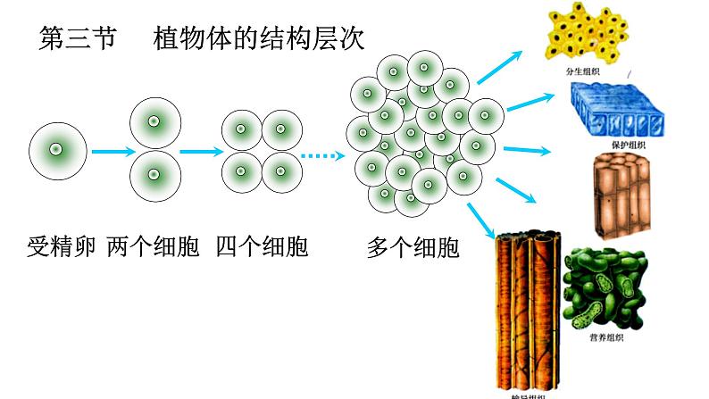 人教版七年级生物上册--2.2.3 植物体的结构层次（精品课件）第3页