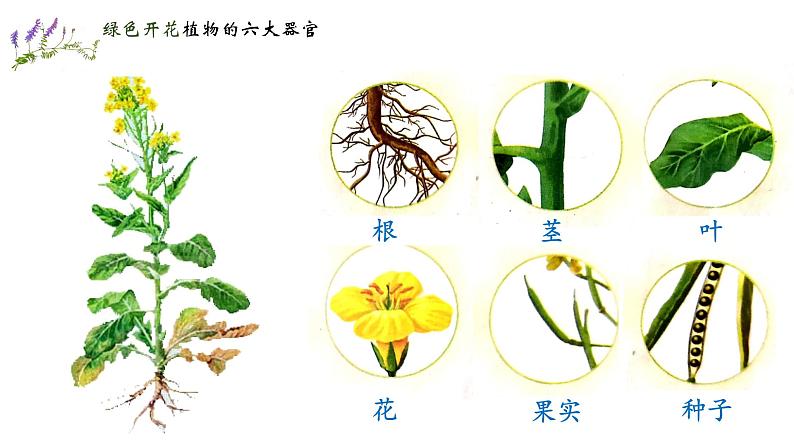 人教版七年级生物上册--2.2.3 植物体的结构层次（精品课件）第4页