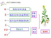 人教版七年级生物上册--2.2.3 植物体的结构层次（精品课件）