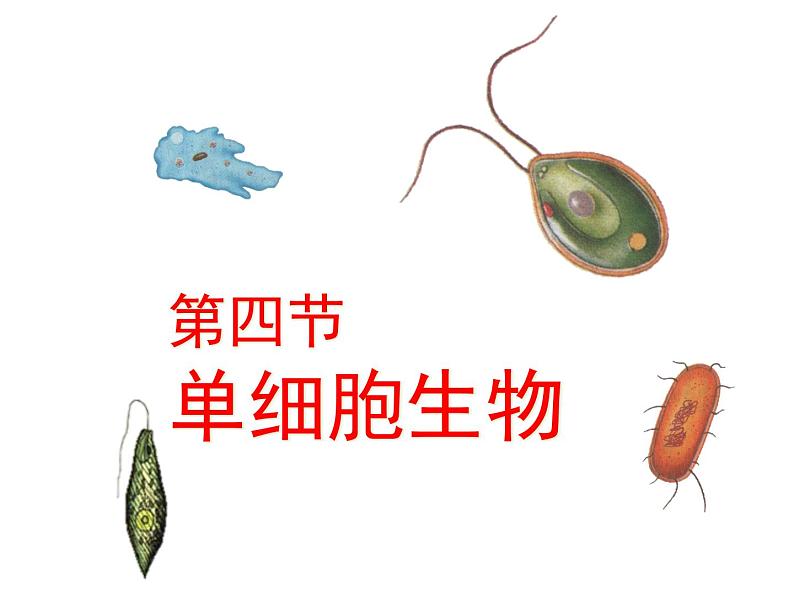 人教版七年级生物上册--2.2.4 单细胞生物（精品课件）01