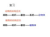 人教版七年级生物上册--2.2.4 单细胞生物（精品课件）