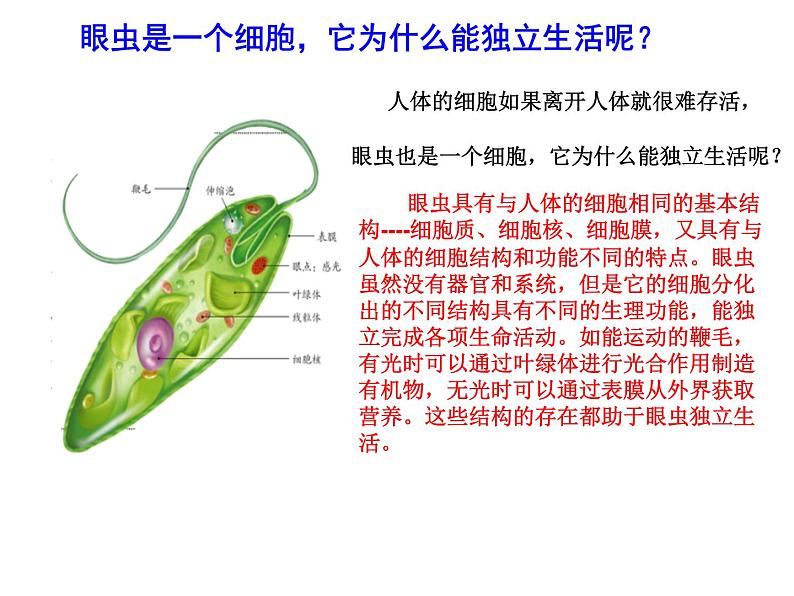 人教版七年级生物上册--2.2.4 单细胞生物（精品课件）03