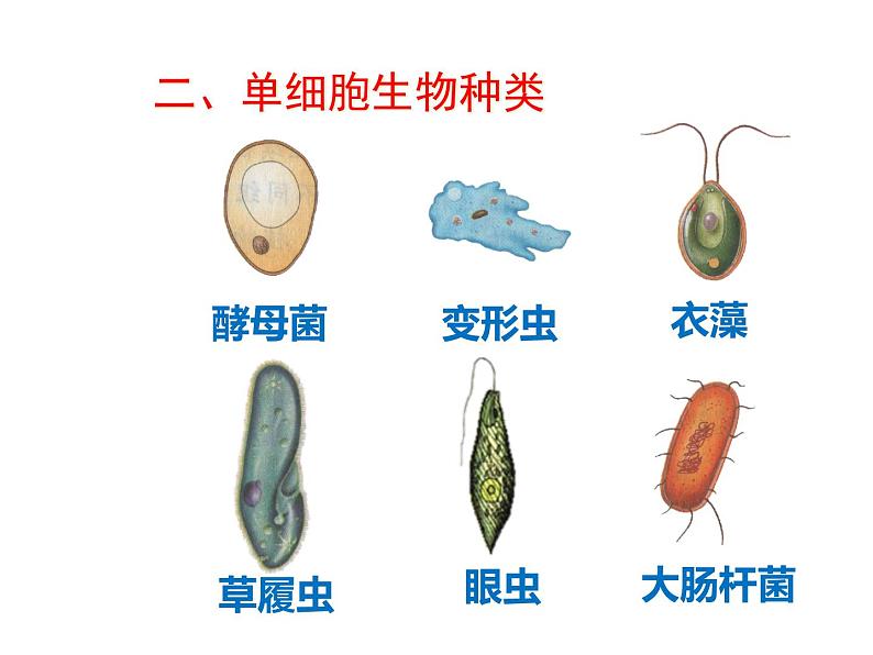 人教版七年级生物上册--2.2.4 单细胞生物（精品课件）05