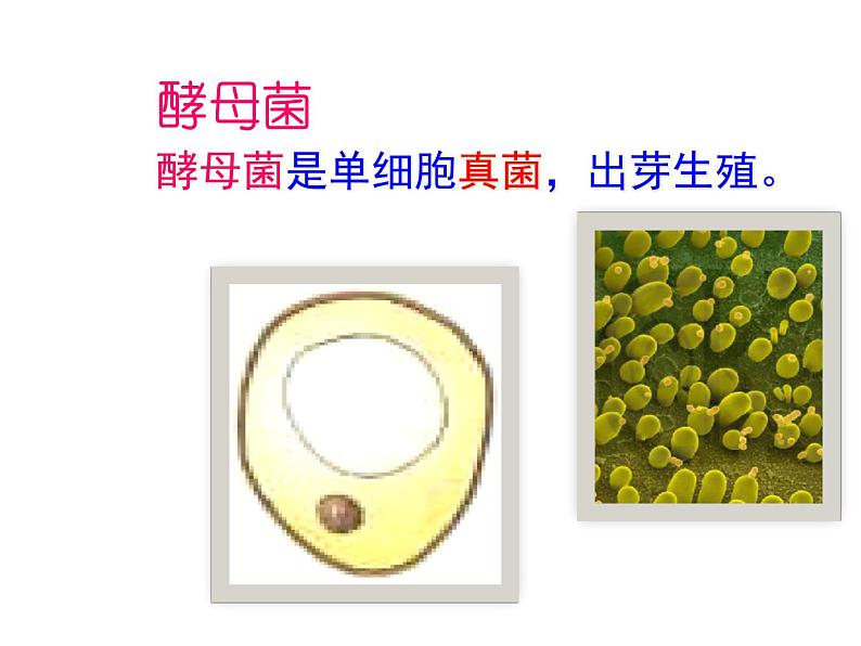 人教版七年级生物上册--2.2.4 单细胞生物（精品课件）06