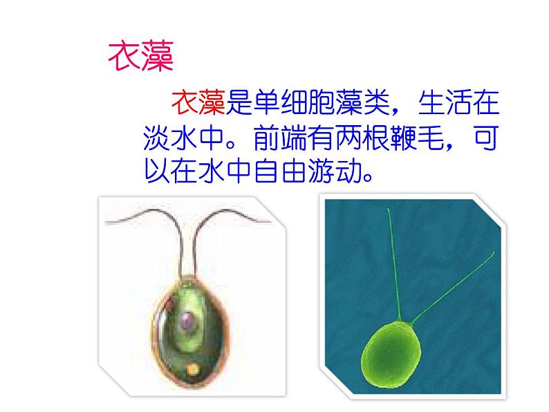 人教版七年级生物上册--2.2.4 单细胞生物（精品课件）08