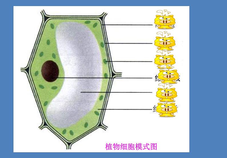 人教版七年级生物上册--第三节 《动物细胞》（精品课件）第2页