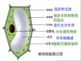 人教版七年级生物上册--第三节 《动物细胞》（精品课件）