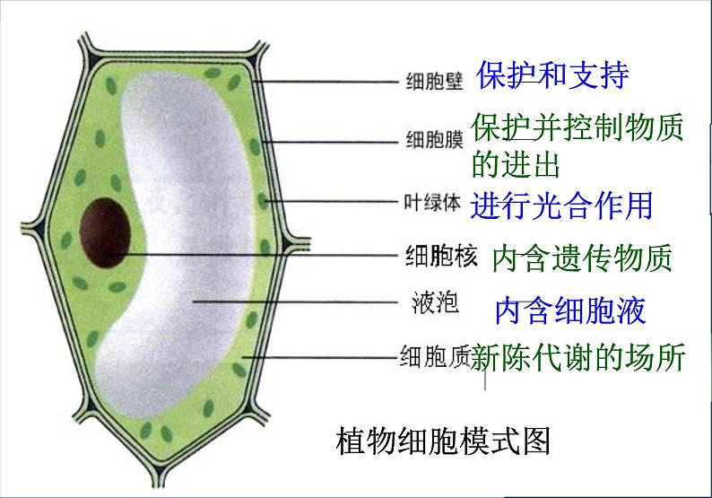 人教版七年级生物上册--第三节 《动物细胞》（精品课件）第3页