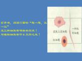 人教版七年级生物上册--第三节 《动物细胞》（精品课件）