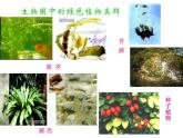 人教版七年级生物上册--3.1.1　藻类、苔藓和蕨类植物（精品课件）