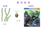 人教版七年级生物上册--3.1.1　藻类、苔藓和蕨类植物（精品课件）