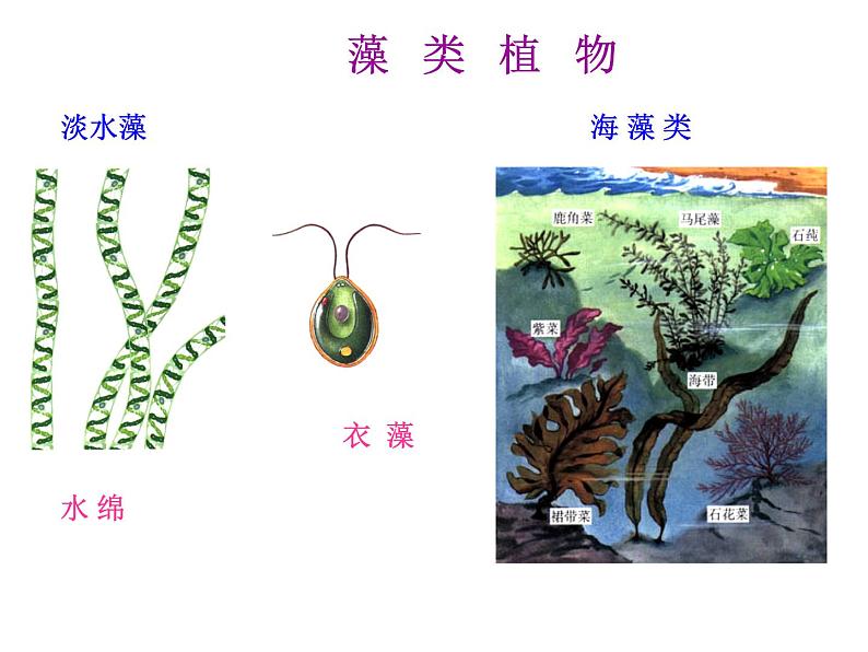 人教版七年级生物上册--3.1.1　藻类、苔藓和蕨类植物（精品课件）第5页