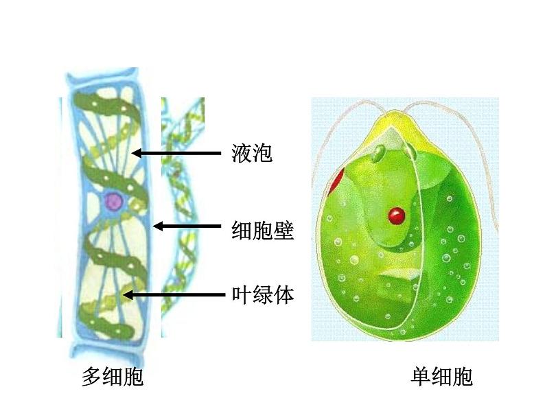 人教版七年级生物上册--3.1.1　藻类、苔藓和蕨类植物（精品课件）第6页