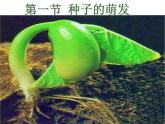 人教版七年级生物上册--3.2.1　种子的萌发（精品课件）