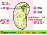 人教版七年级生物上册--3.2.1　种子的萌发（精品课件）