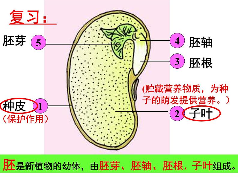 人教版七年级生物上册--3.2.1　种子的萌发（精品课件）02