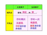 人教版七年级生物上册--3.2.1　种子的萌发（精品课件）