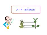 人教版七年级生物上册--3.2.2　植株的生长（精品课件）