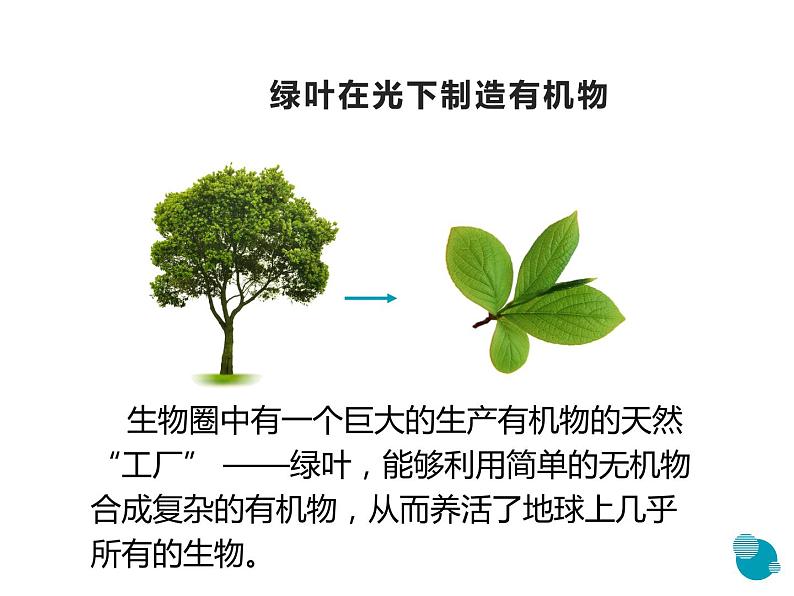 人教版七年级生物上册--3.4绿色植物是生物圈中有机物的制造者（精品课件）第2页