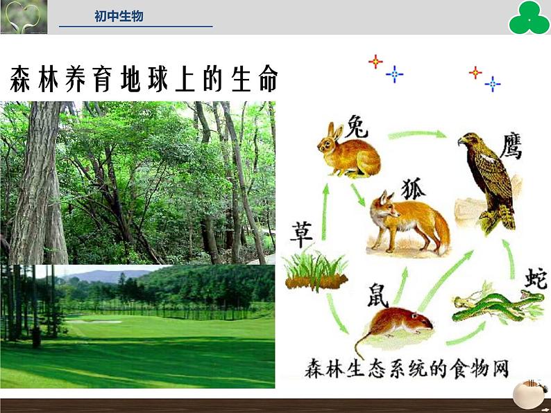 人教版七年级生物上册--第六章《爱护植被，绿化祖国》（精品课件）05