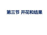 人教版七年级生物上册--第三节 《开花和结果》（精品课件）