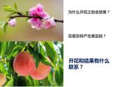 人教版七年级生物上册--第三节 《开花和结果》（精品课件）