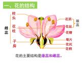 人教版七年级生物上册--第三节 《开花和结果》（精品课件）