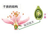 人教版七年级生物上册--第三节 《开花和结果》（精品课件）