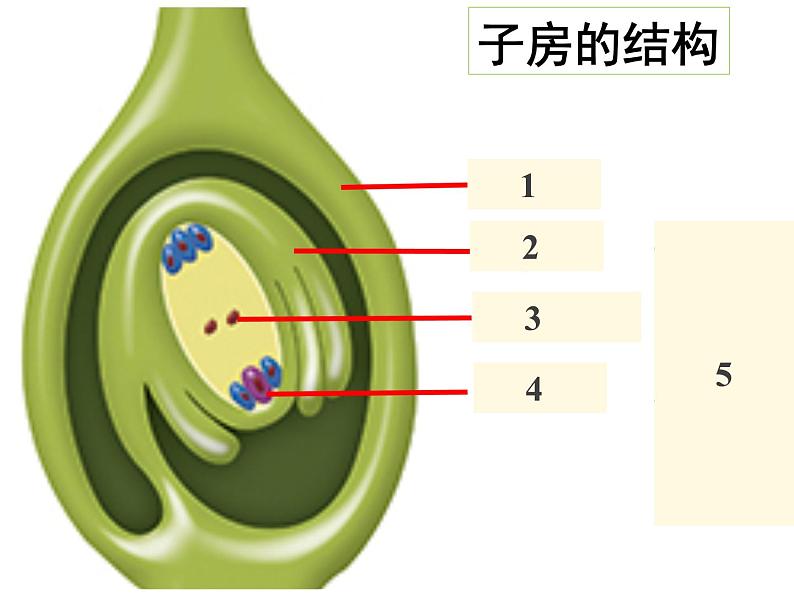 人教版七年级生物上册--第三节 《开花和结果》（精品课件）05