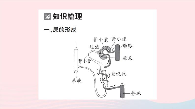 2023七年级生物下册第四单元生物圈中的人第五章人体内废物的排出第二课时尿的形成和排出作业课件新版新人教版02