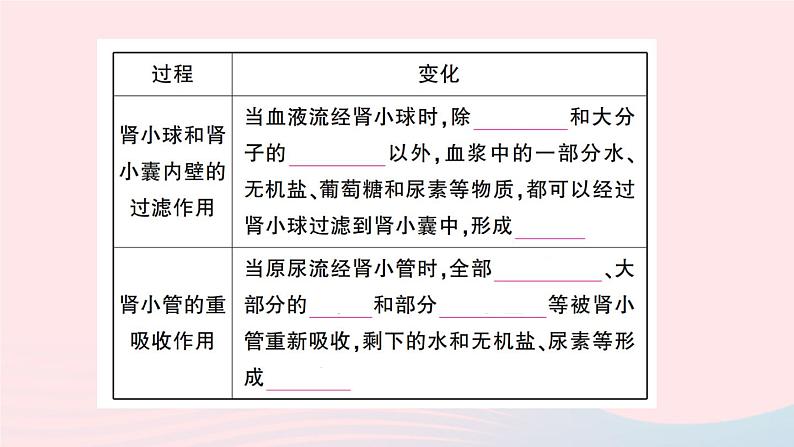 2023七年级生物下册第四单元生物圈中的人第五章人体内废物的排出第二课时尿的形成和排出作业课件新版新人教版03