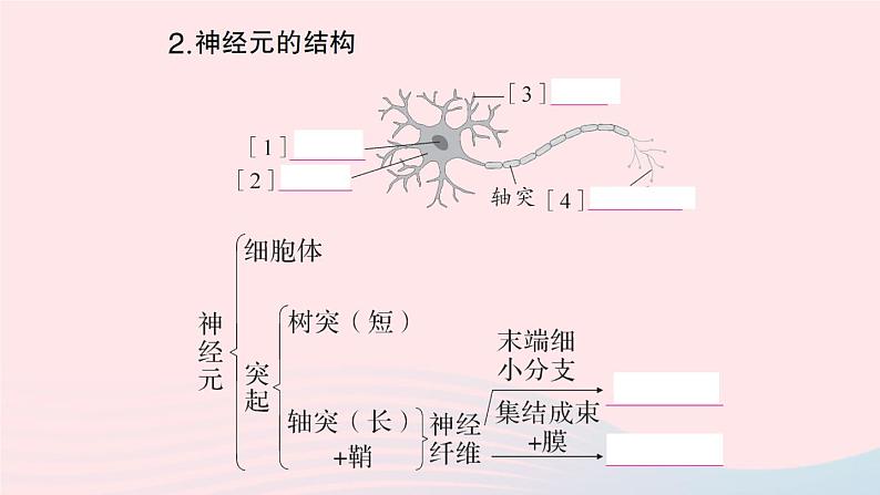 2023七年级生物下册第四单元生物圈中的人第六章人体生命活动的调节第二节神经系统的组成作业课件新版新人教版第6页