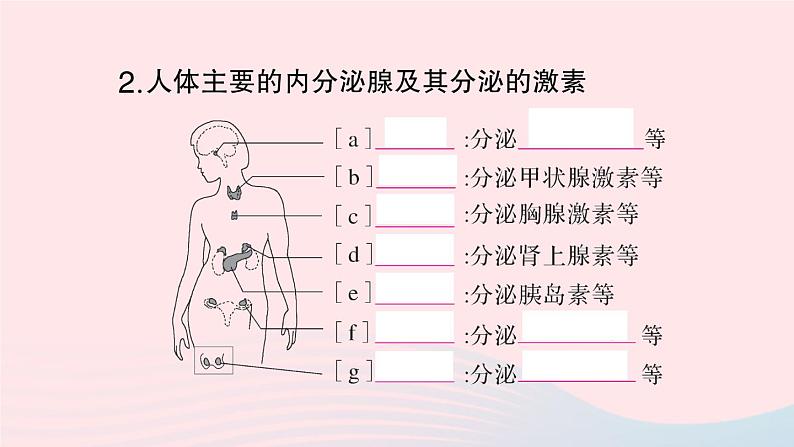 2023七年级生物下册第四单元生物圈中的人第六章人体生命活动的调节第四节激素调节作业课件新版新人教版03